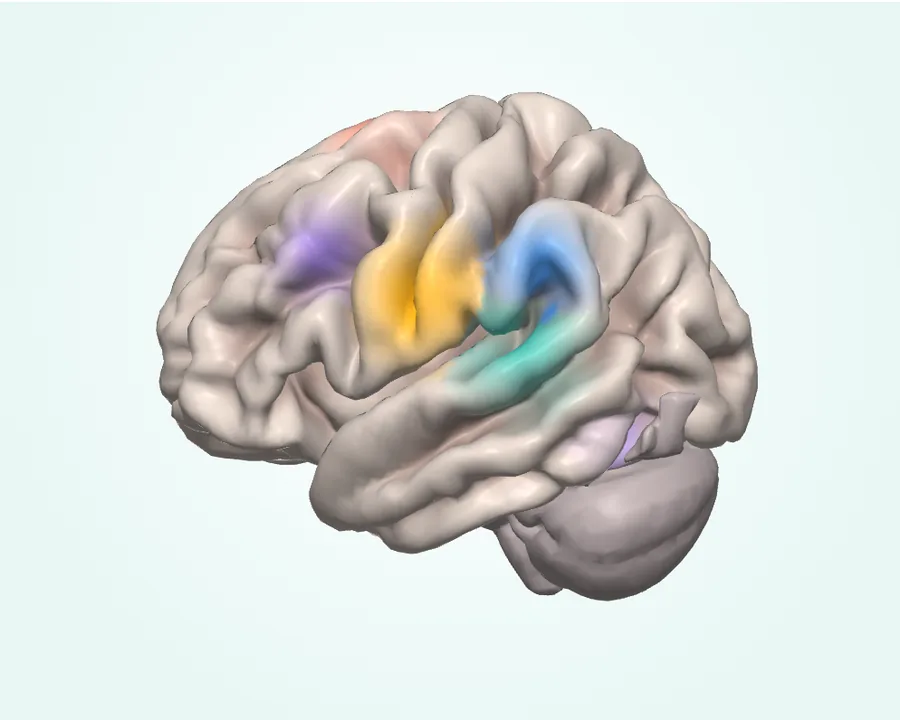 Il cervello visto da sinistra, con il cervelletto: in colore, le aree che lavorano quando si legge, si ascolta e si parla.